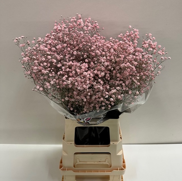 Gyps paint licht rose.jpg